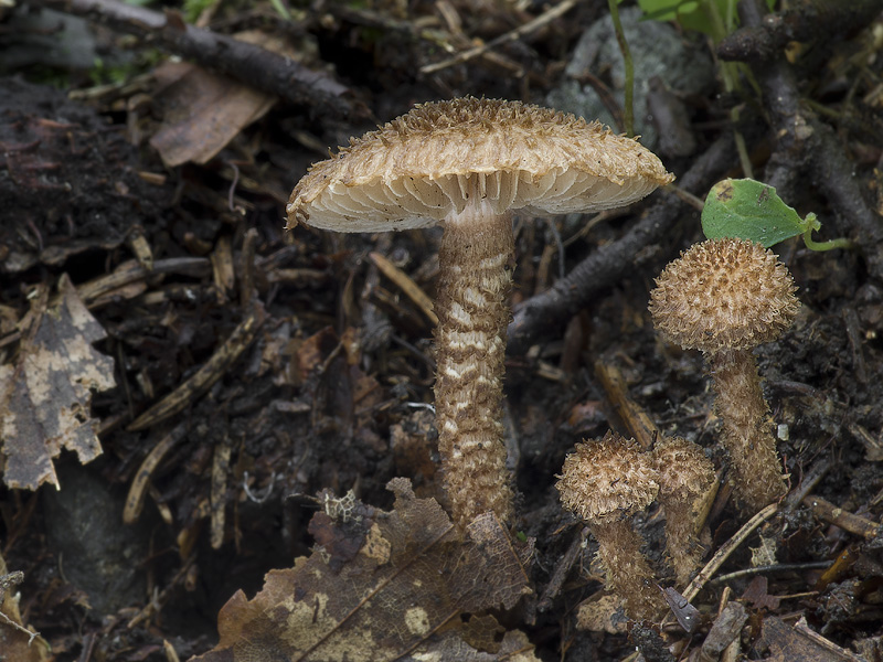 Inocybe hystrix